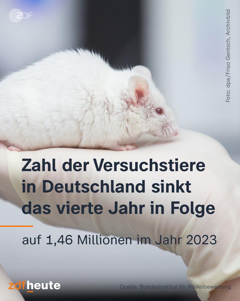 Die Zahl der Versuchstiere in Deutschland sinkt das vierte Jahr in Folge.