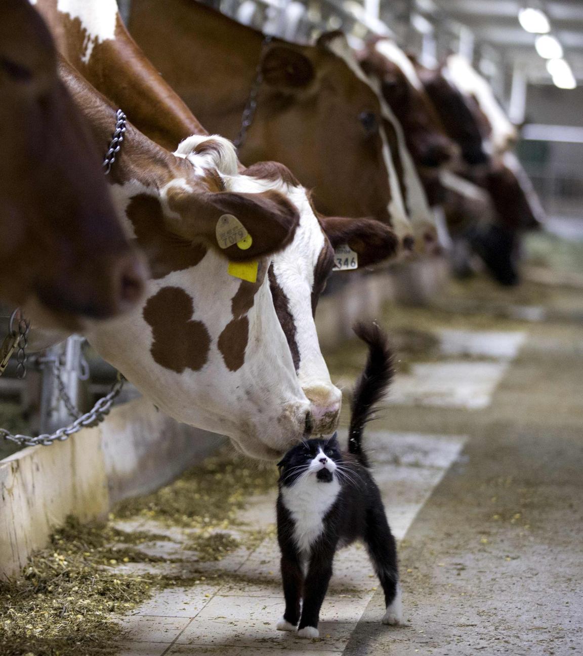 Archiv: Kühe im Kuhstall schnüffeln an Katze