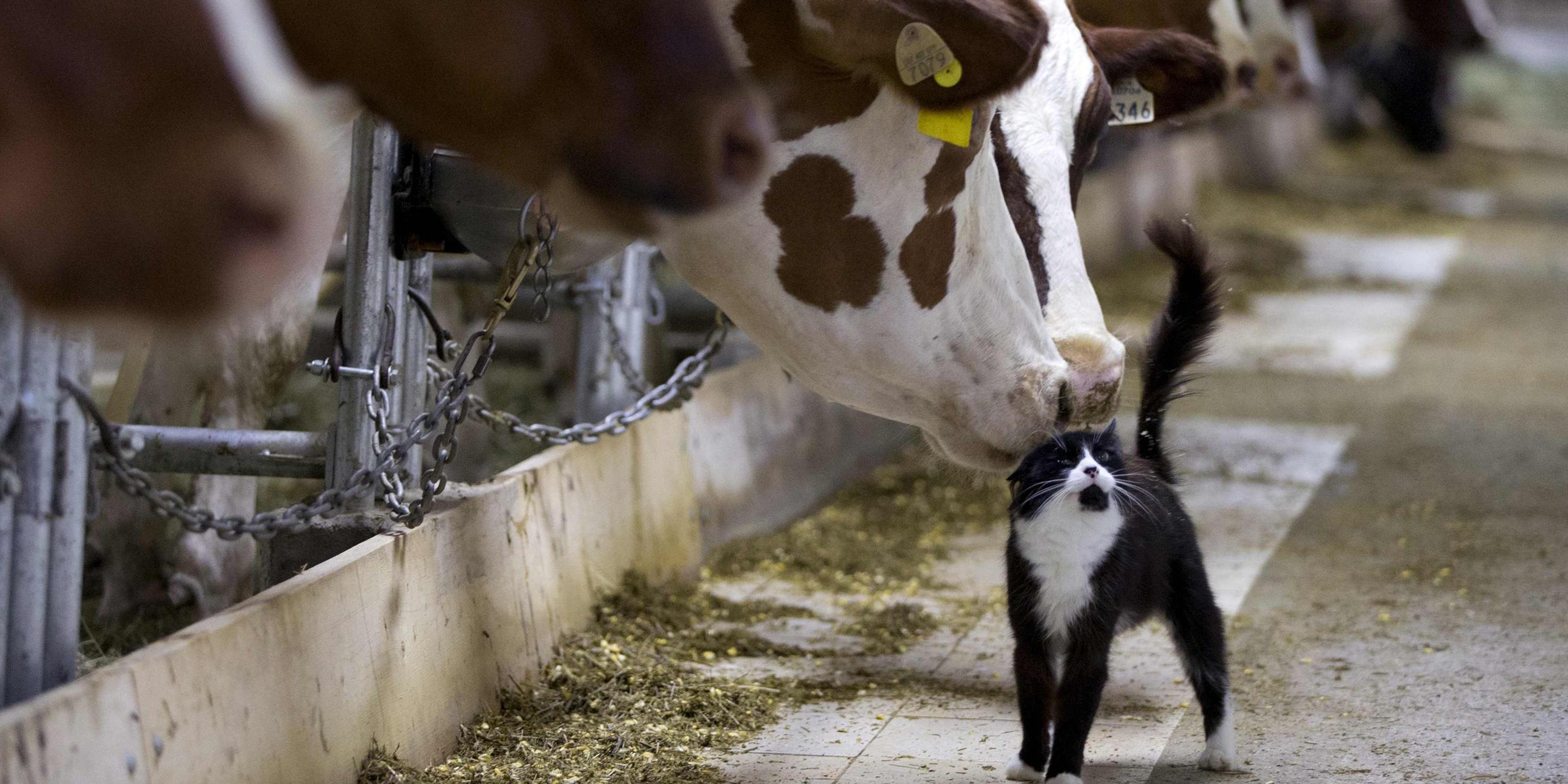 Archiv: Kühe im Kuhstall schnüffeln an Katze