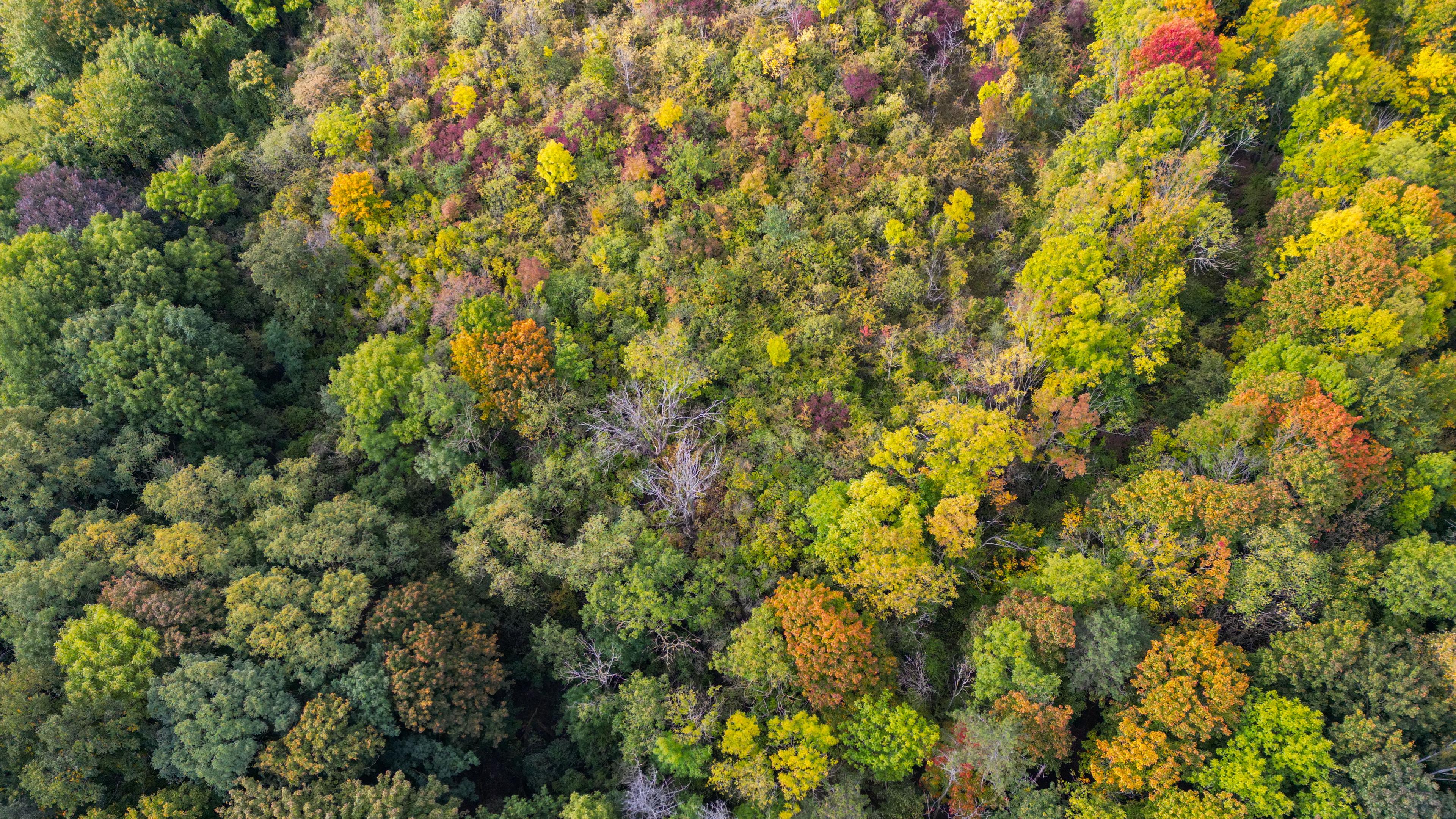 Ein herbstlich gefärbter Mischwald in Brandenburg, aufgenommen aus der Luft. 