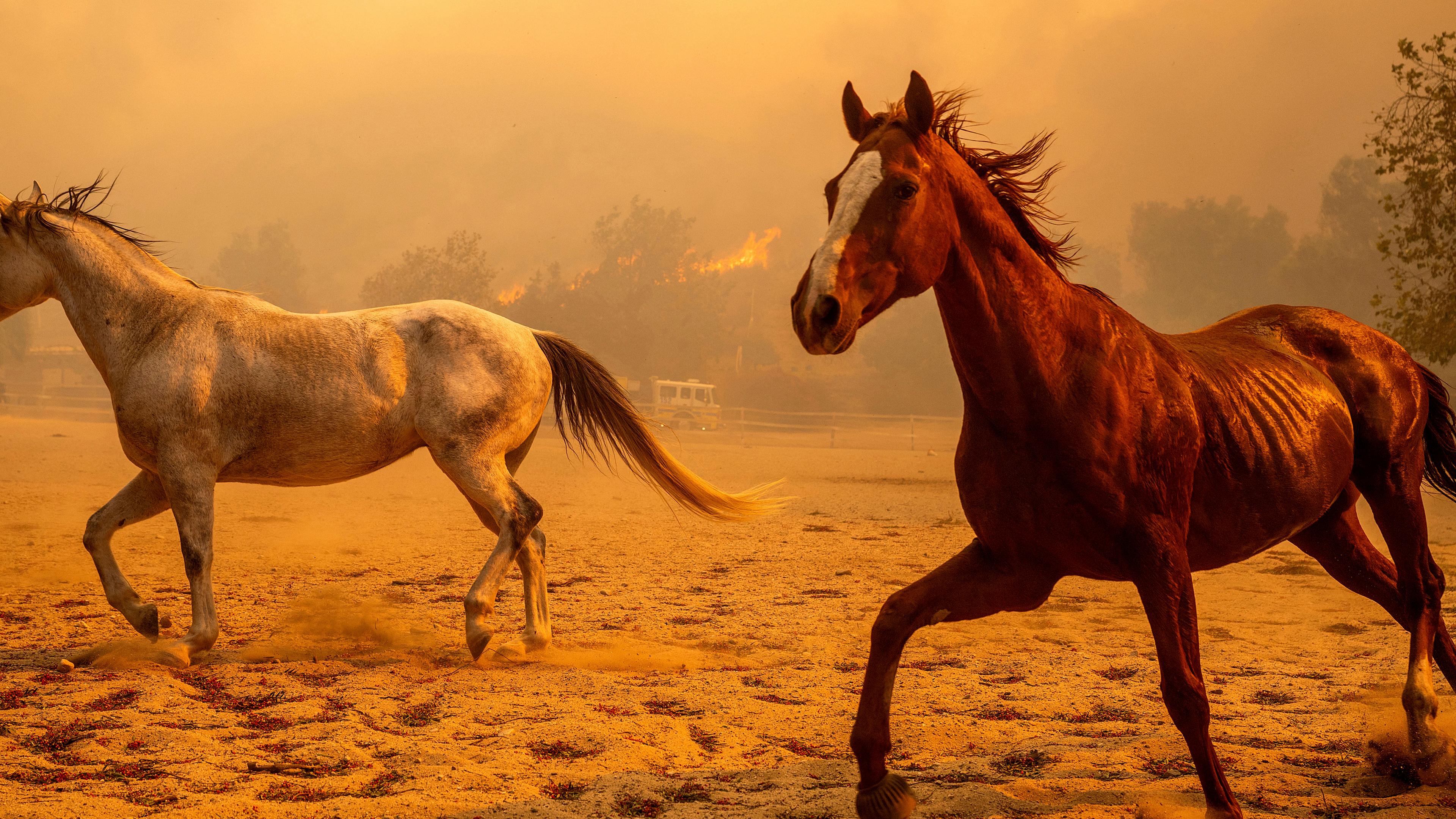 Pferde galoppieren in einem Gehege der Swanhill Farms, während das "Mountain Fire" in Moorpark brennt.