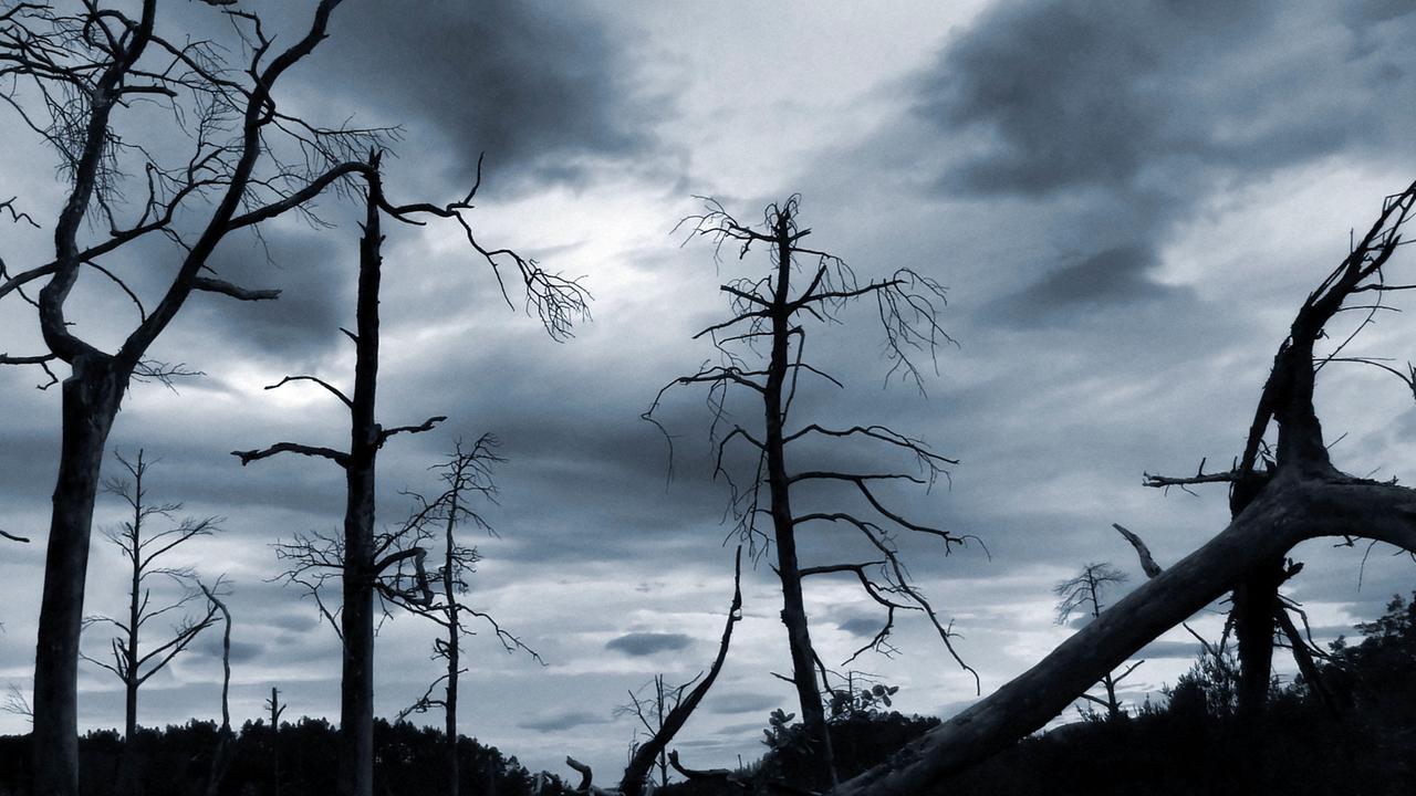 Dringend gesucht: Lösungen für den Wald