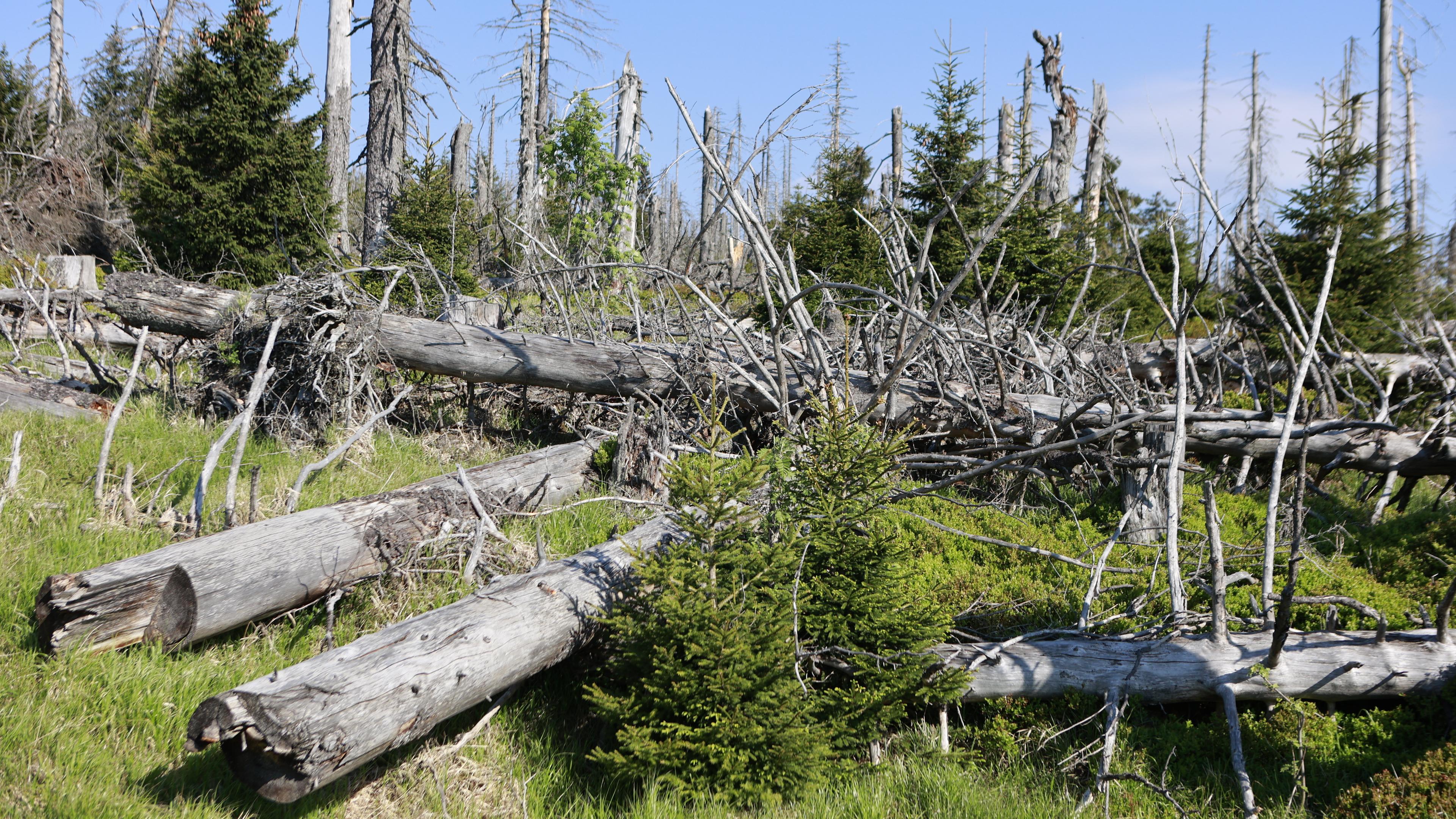 Totholz im Nationalpark Harz