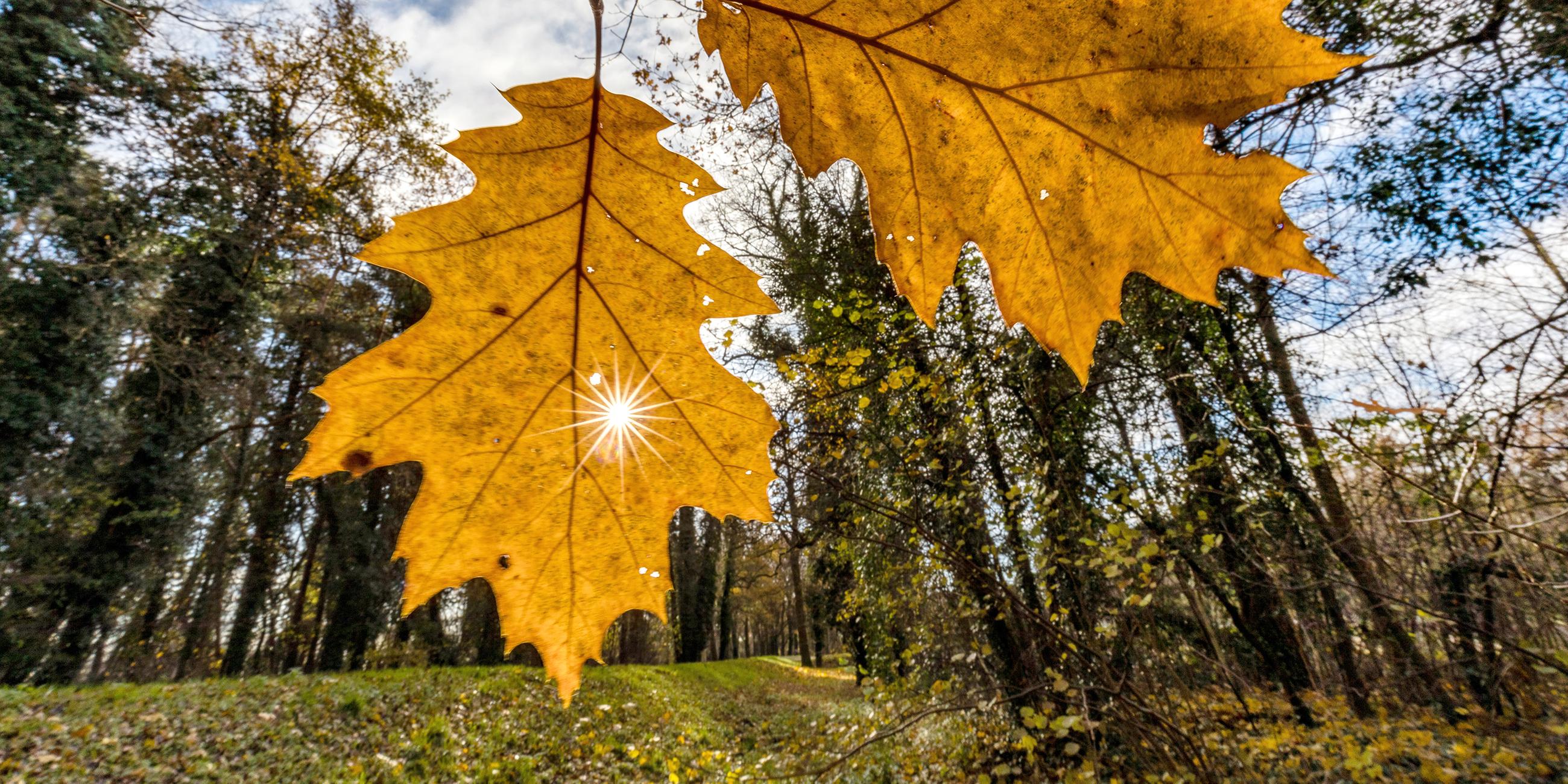 Die Sonne strahlt durch ein an einem Baum hängendes Blatt. 