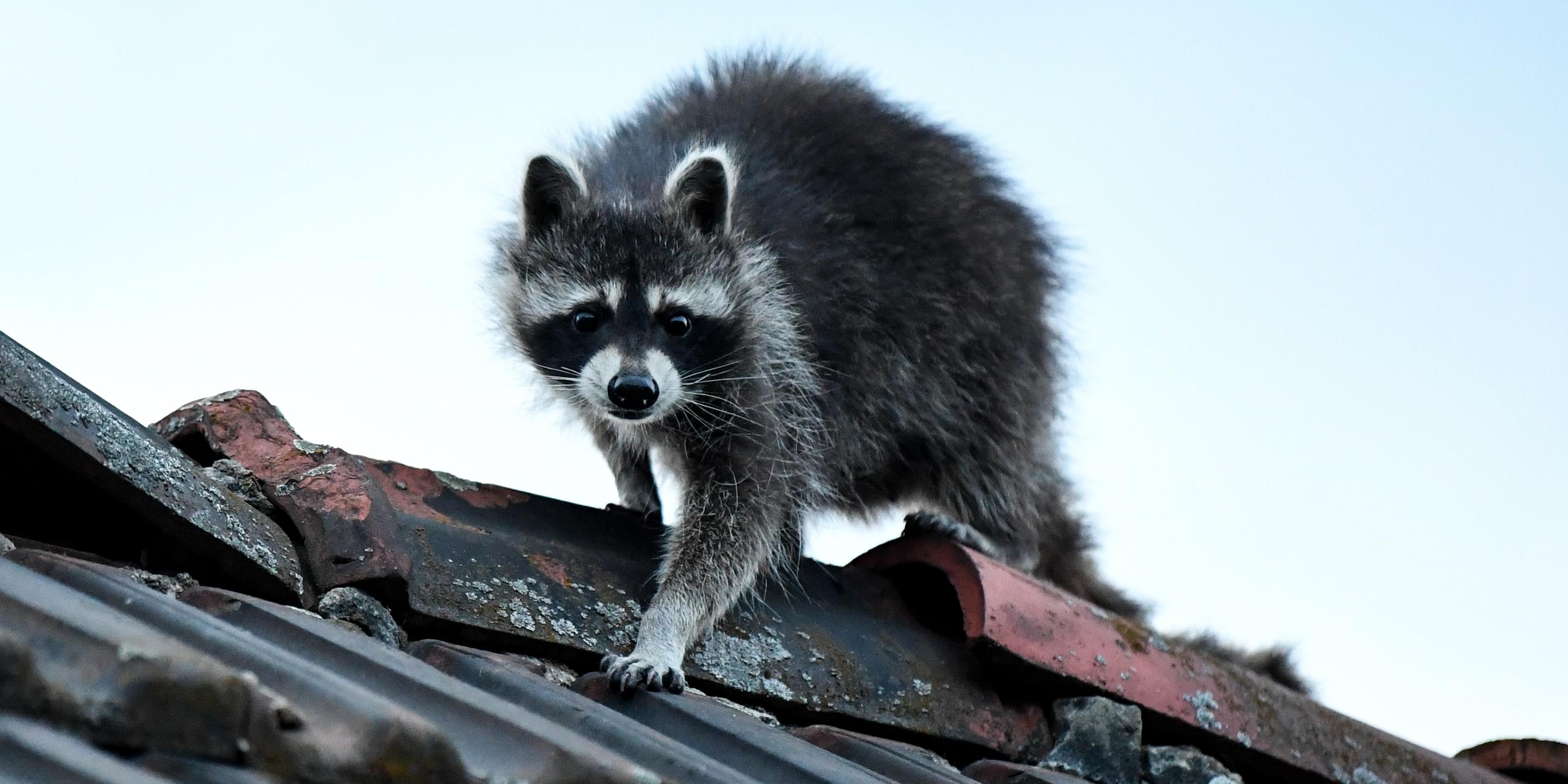 Ein Waschbär läuft über ein Hausdach.