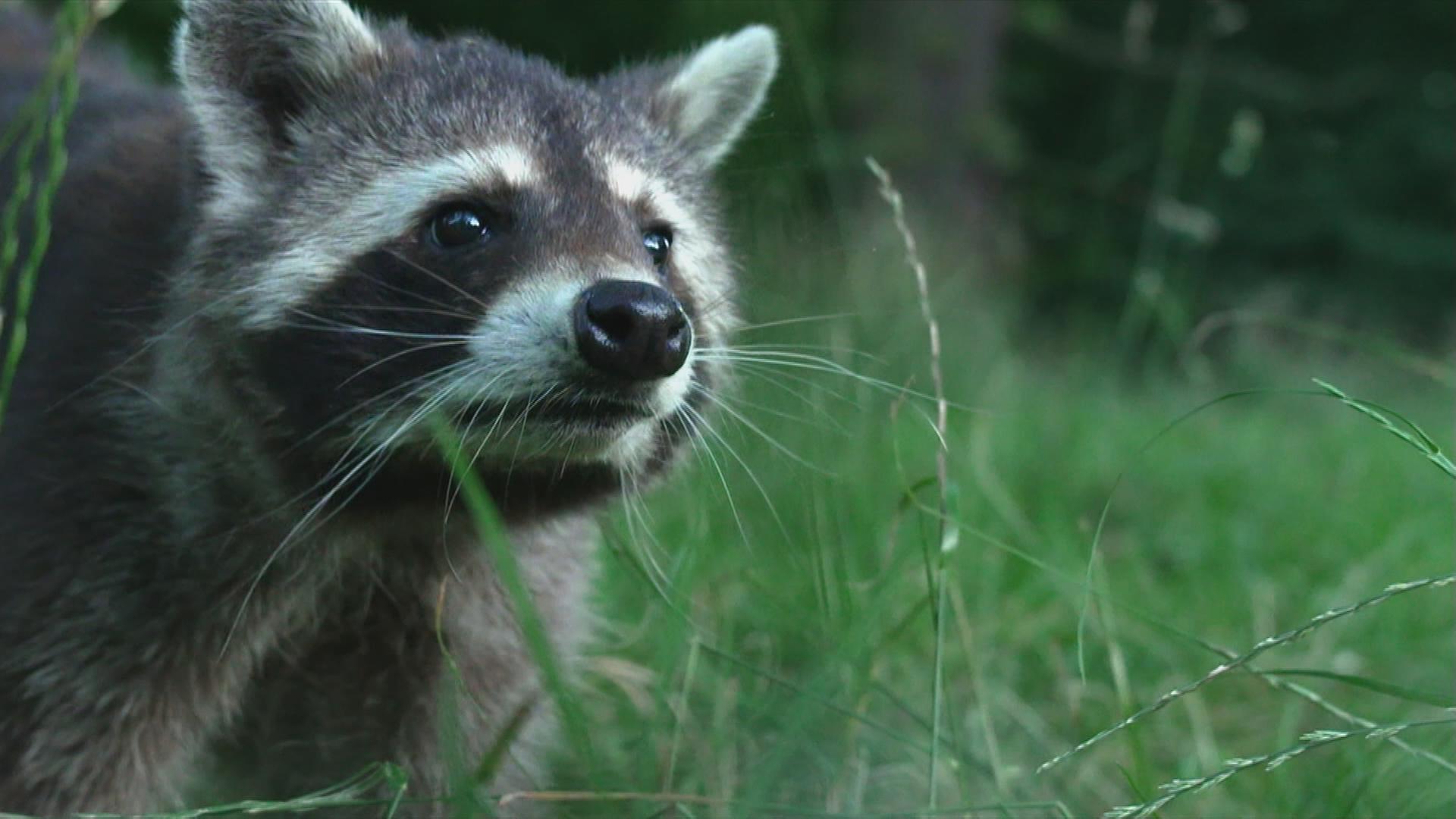 Waschbär im Gras