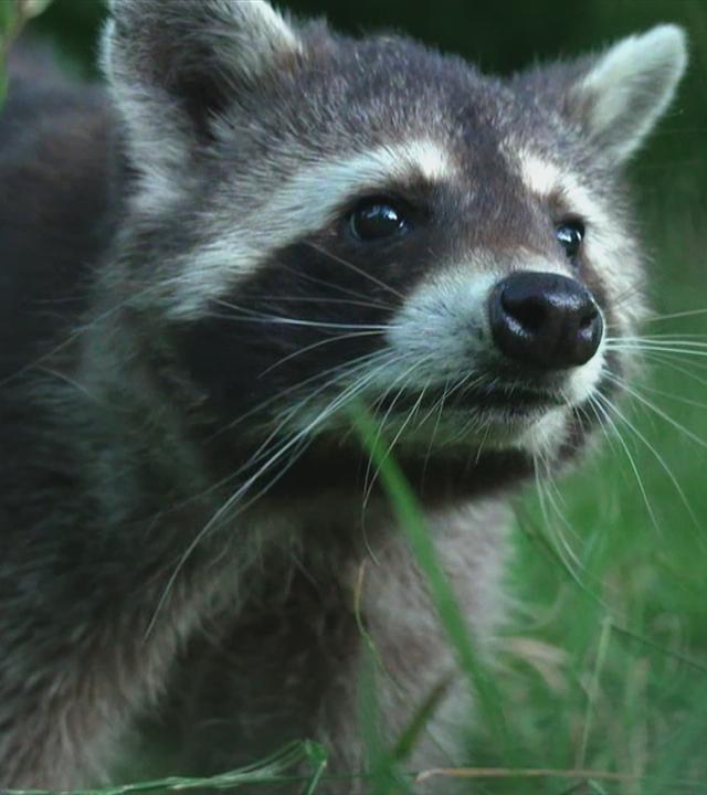 Waschbär im Gras