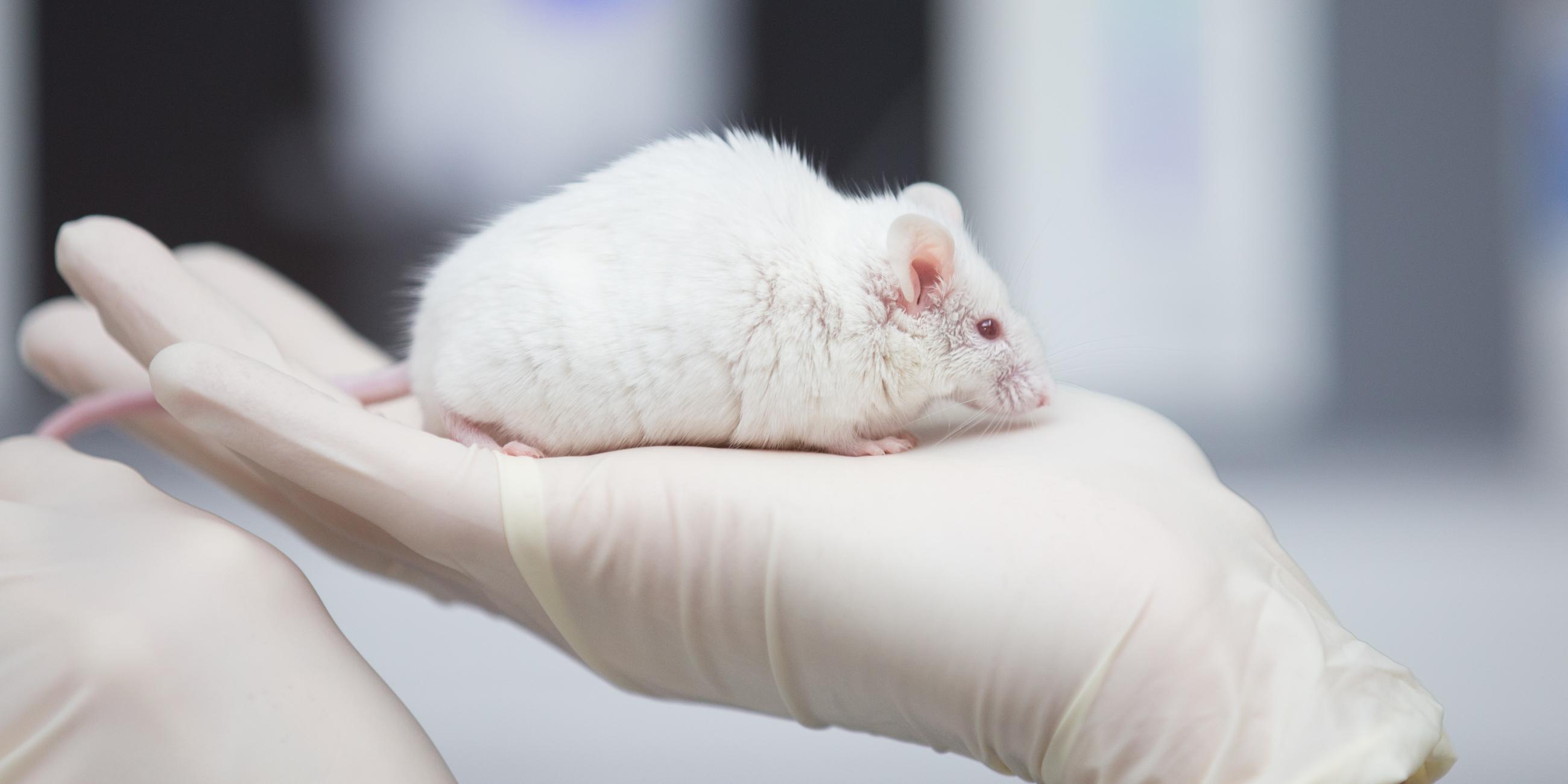 Weiße Maus in einem Labor auf einer and mit weißem Gummihandschuh