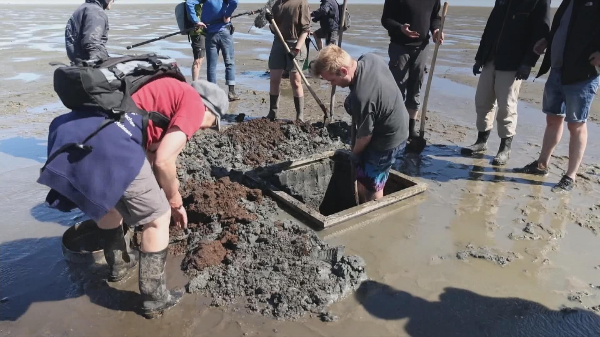 Forscher graben im Wattenmeer.