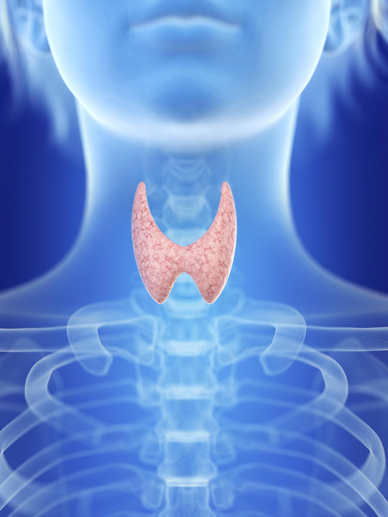 Эндокринология щитовидная железа