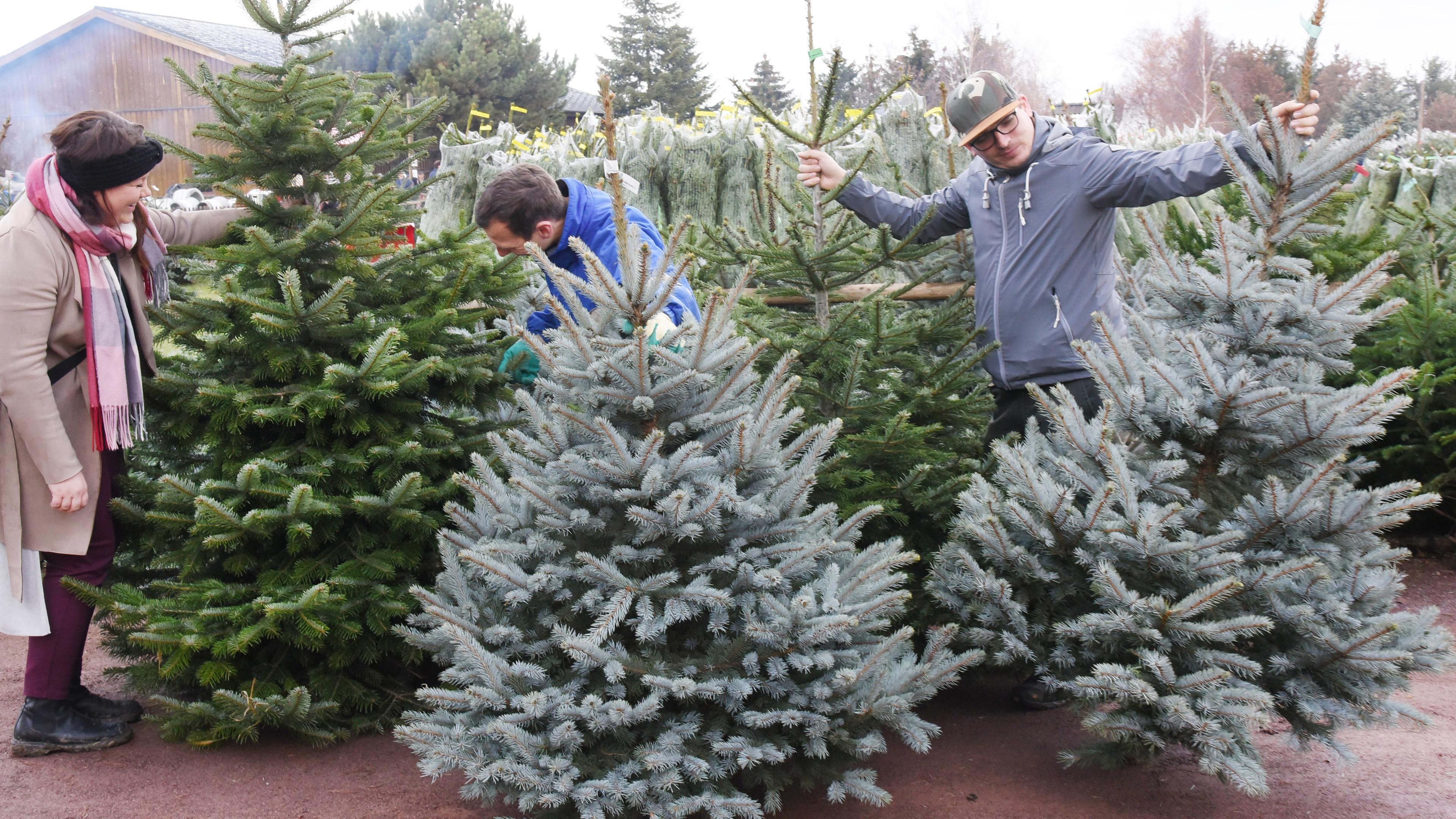 Woher Kommt Der Weihnachtsbaum? Geschichte Und Bedeutung - ZDFheute