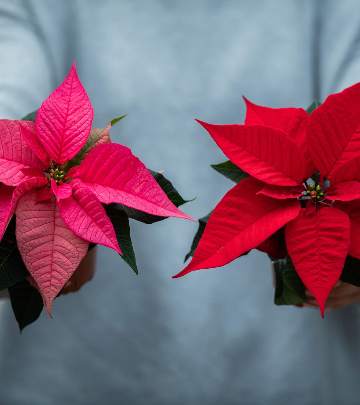 Eine Frau hält zwei Weihnachtssterne (lat. Euphorbia pulcherrima) in ihren Händen.