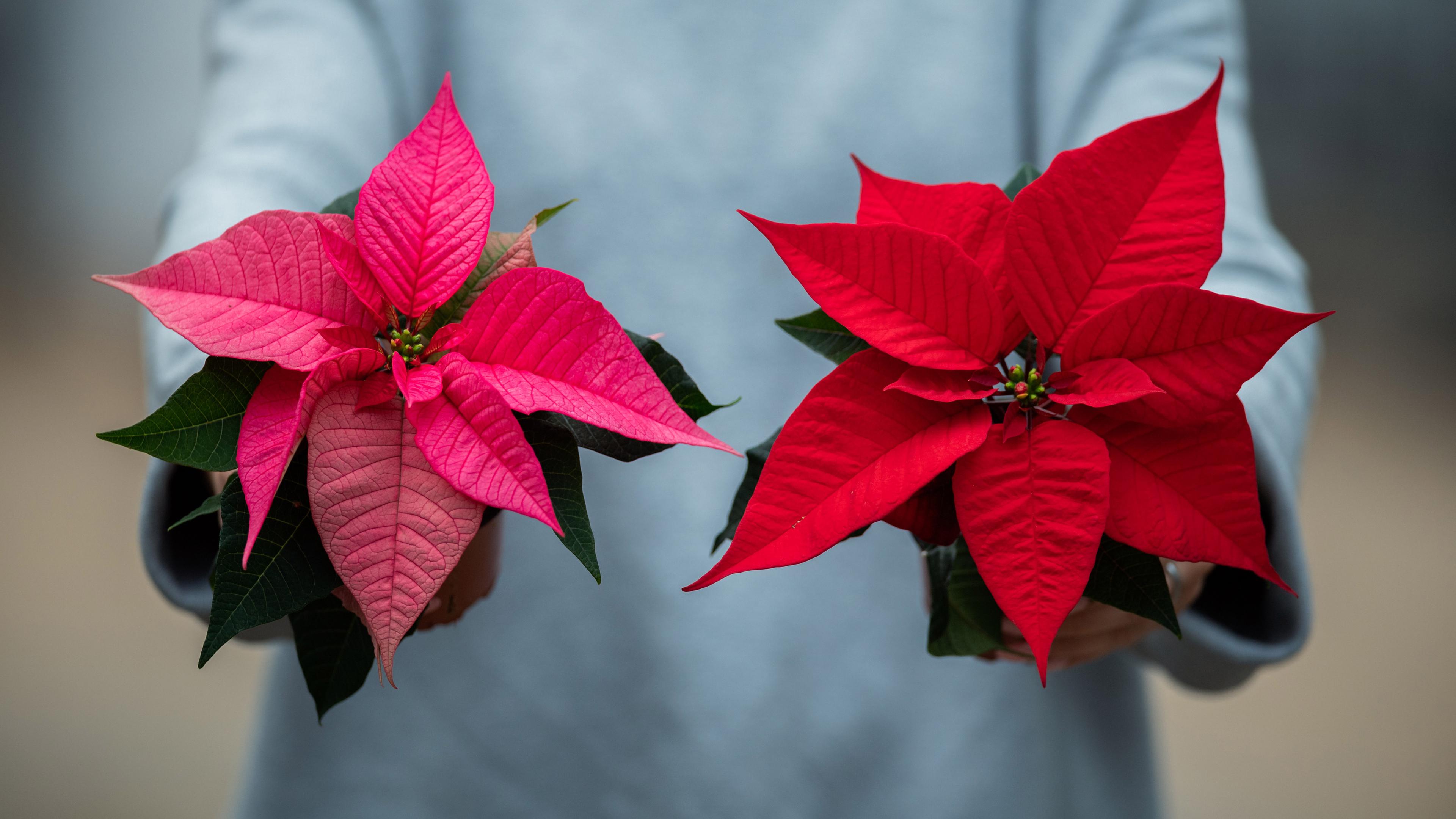 Eine Frau hält zwei Weihnachtssterne (lat. Euphorbia pulcherrima) in ihren Händen.