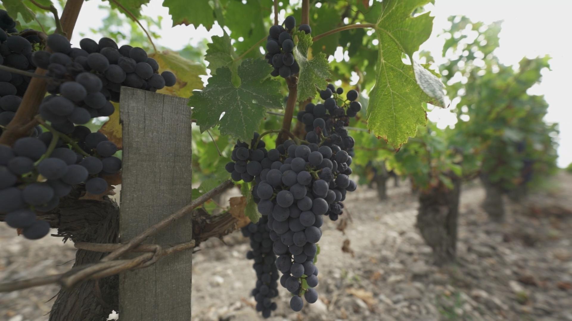 Nahaufnahme von dunklen Trauben an einem Weinstock.