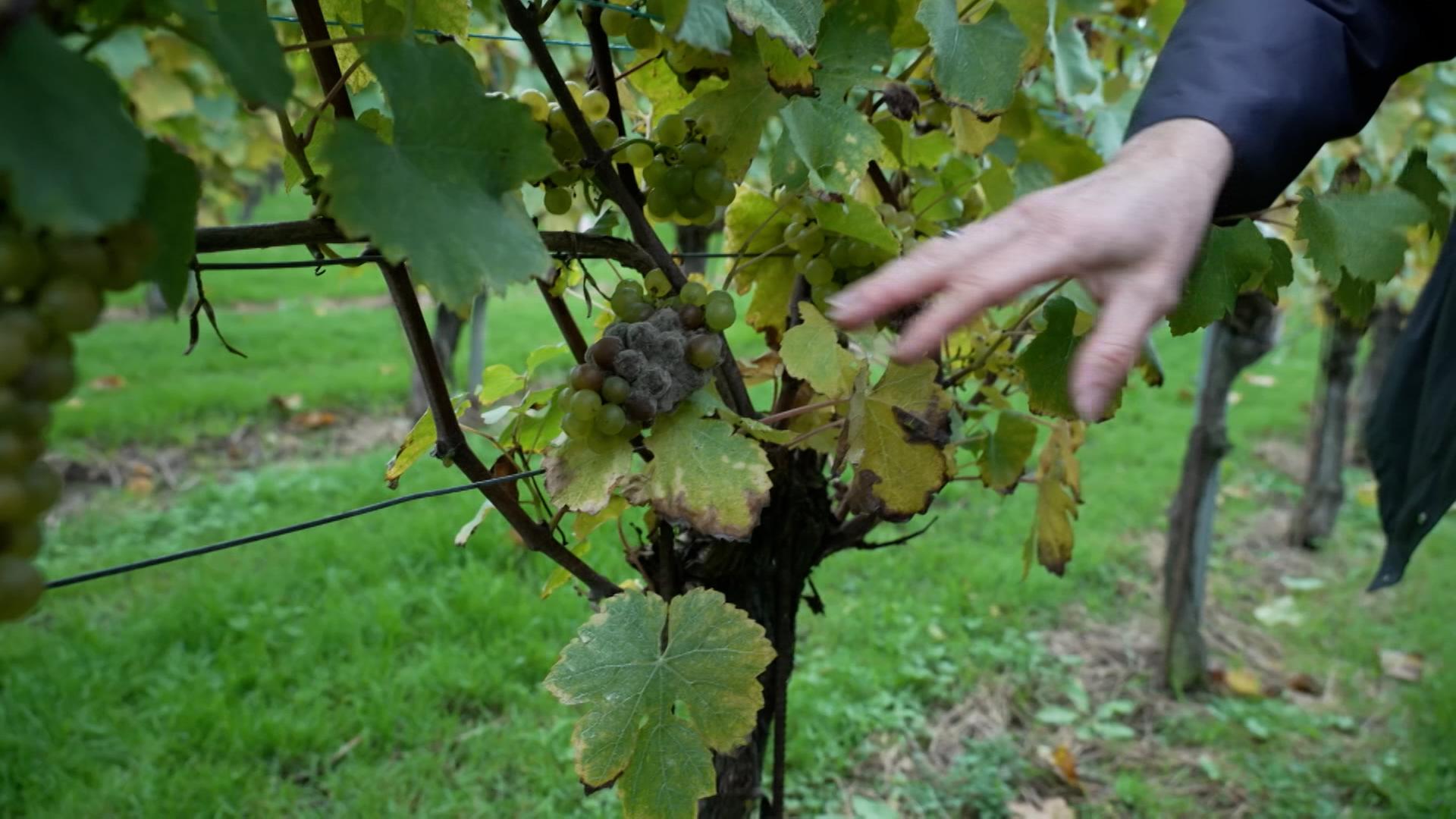 Weinanbau in Belgien