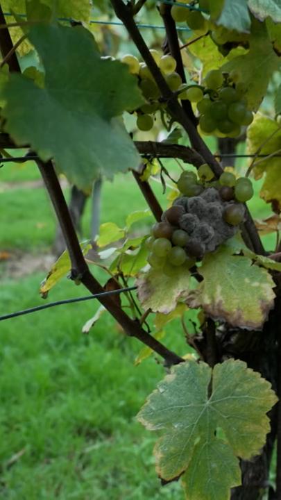 Weinanbau in Belgien