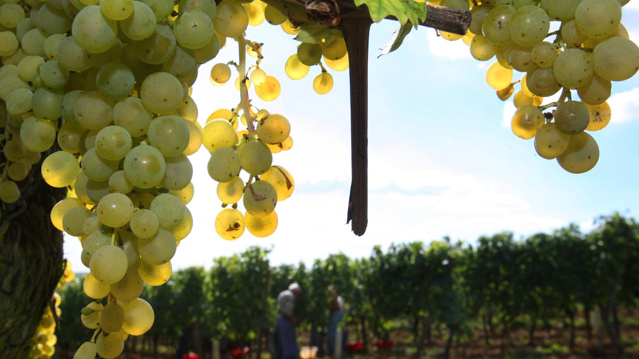 Rebblüte läutet Countdown zur Weinlese ein