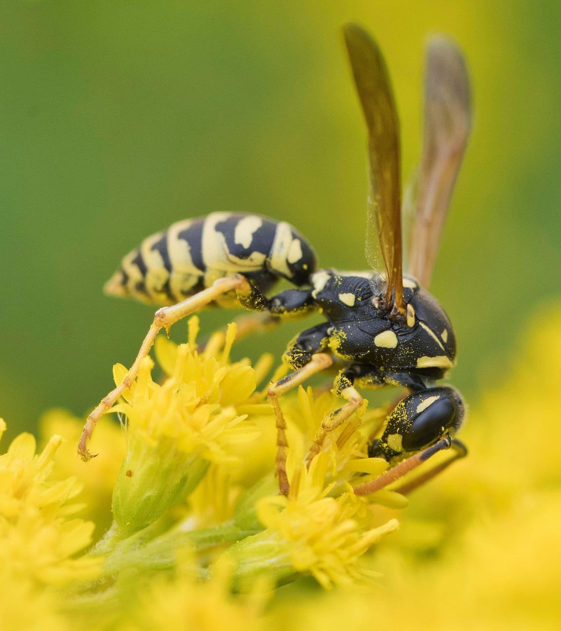 Eine französische Feldwespe sitzt auf einer gelben Blume.