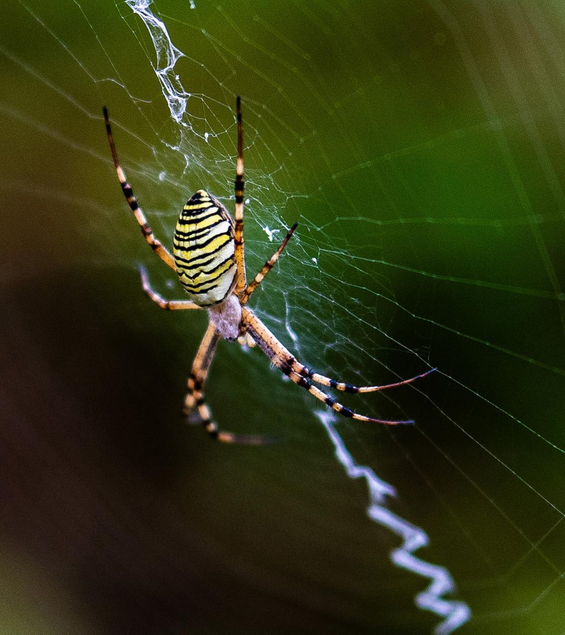 Eine Wespenspinne hängt in ihrem Spinnennetz, aufgenommen am 05.08.2024