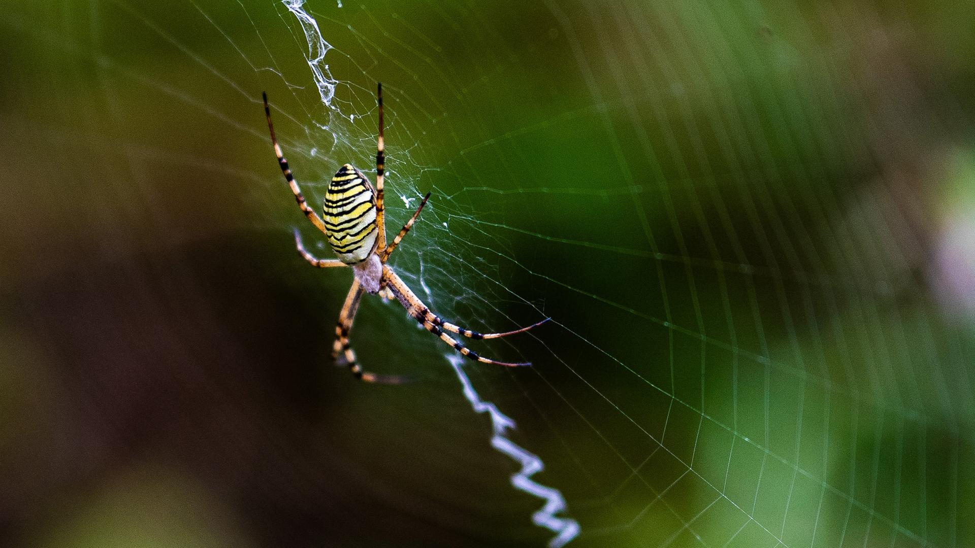 Eine Wespenspinne hängt in ihrem Spinnennetz, aufgenommen am 05.08.2024