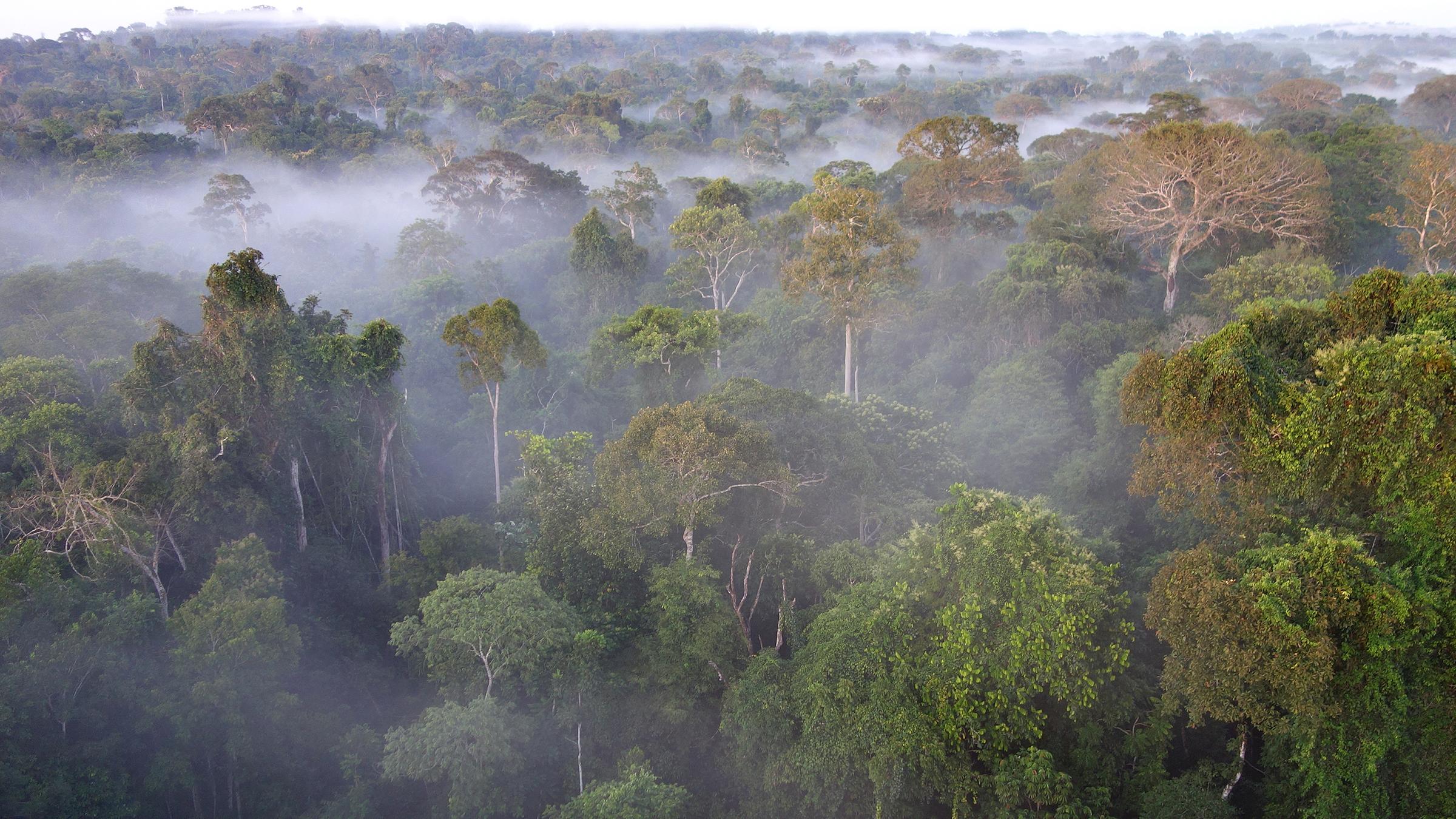 Der Amazonas Regenwald, die "Grüne Lunge" des Planeten und für einige Wissenschaftler der entscheidende Motor im weltweiten CO2- und Wasserhaushalt.