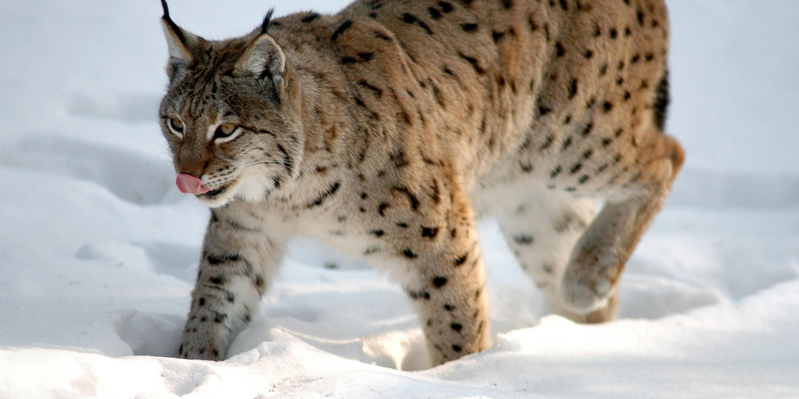 Ein Luchs, der durch den Schnee stapft.