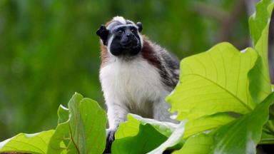 Zdfinfo - Wildes Zentralamerika: In Panamas Wäldern