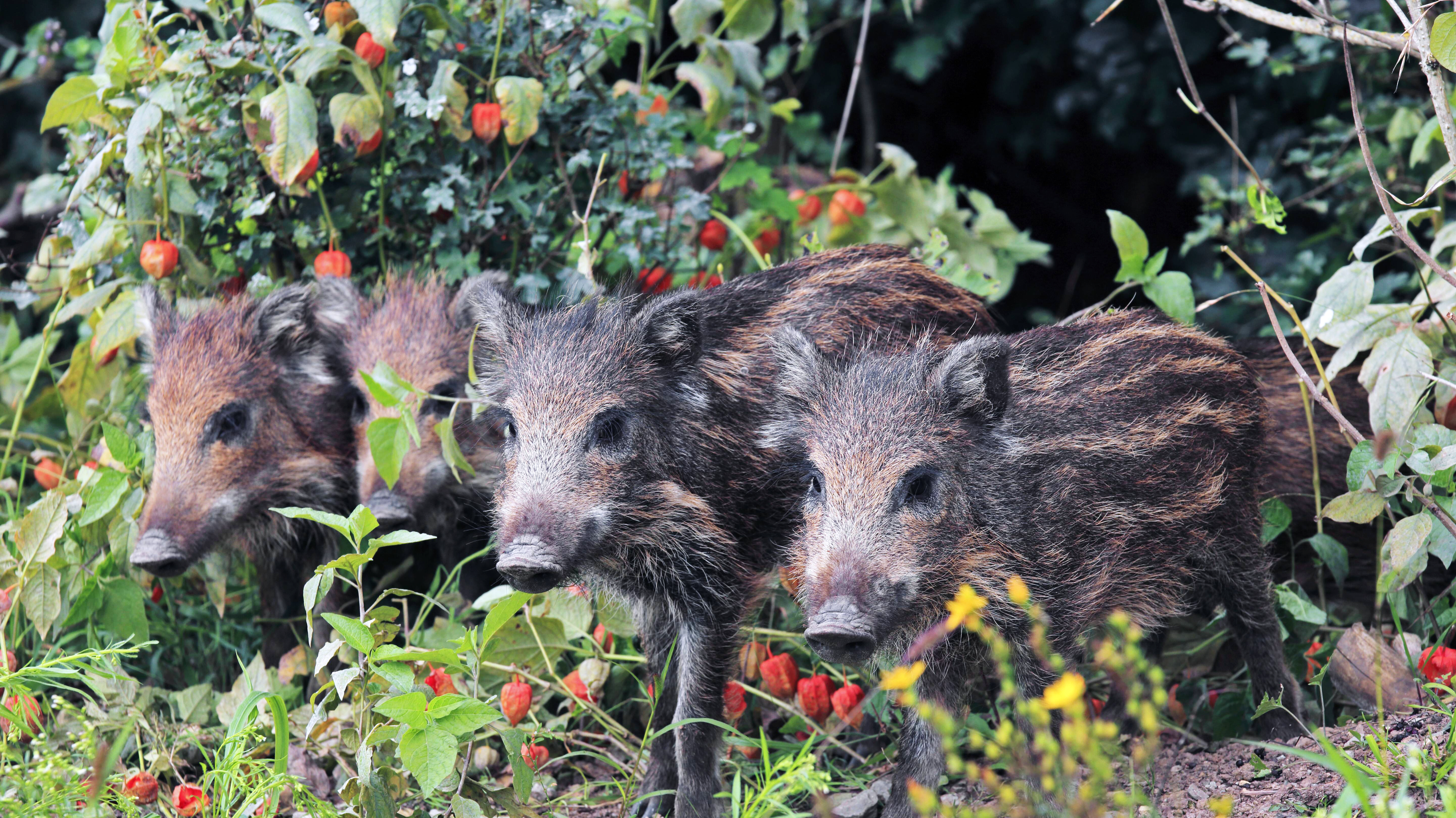 Pur Wildschwein Im Garten Was Tun Zdftivi