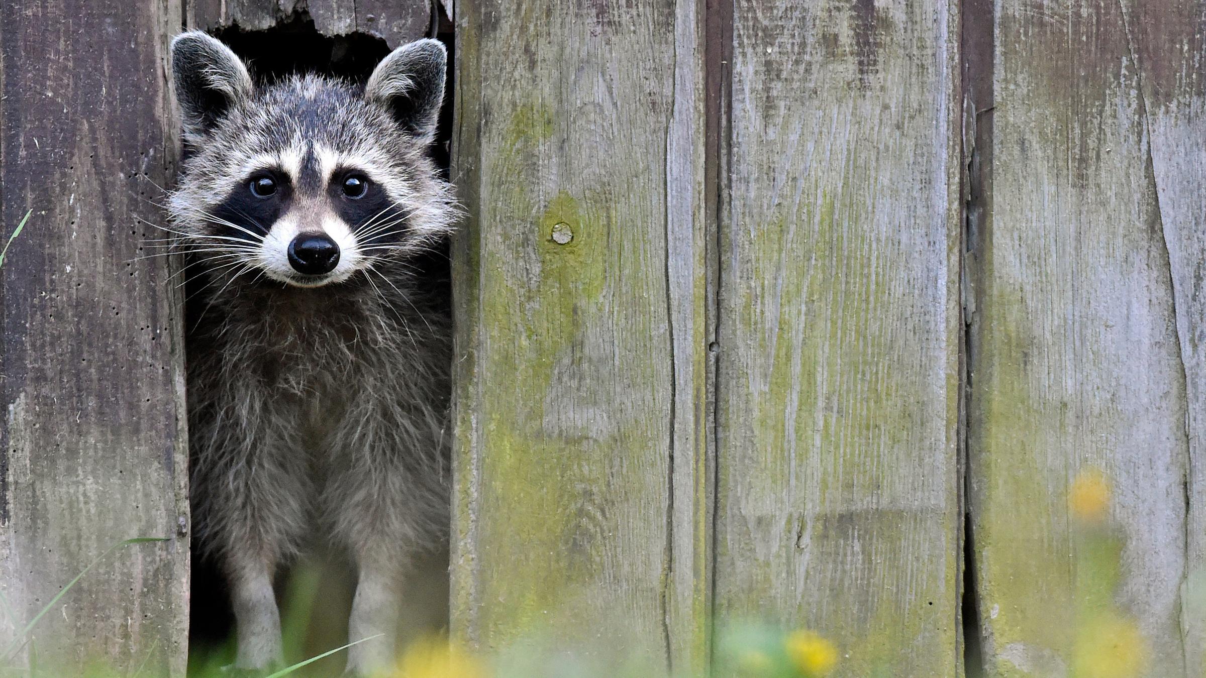 Pur Wilde Tiere In Der Stadt Zdftivi