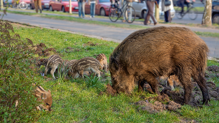 Pur Wilde Tiere In Der Stadt Zdftivi