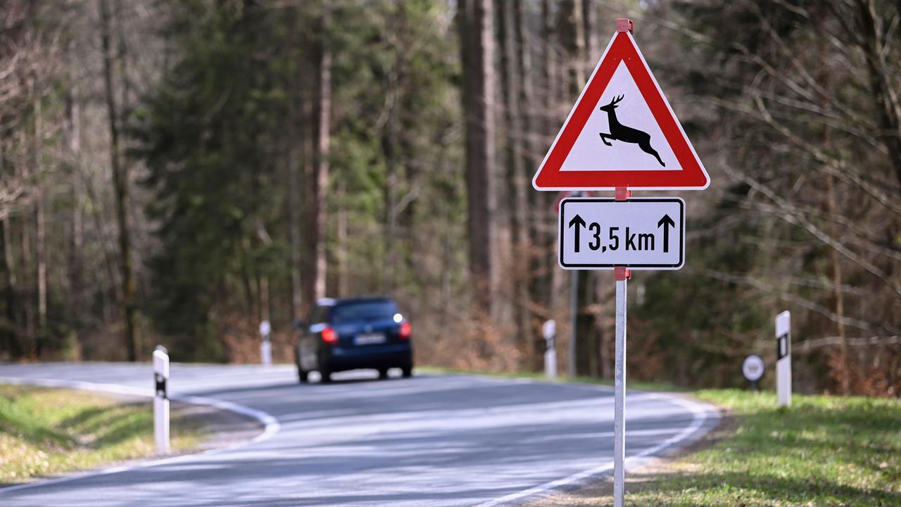 Wenn das Reh auf die Straße springt