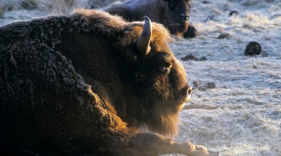 Ein Wisent im Belowescher Wald, der auf beiden Seiten der Grenze, zwischen Polen und Belarus, liegt. Er liegt schlafend auf gefrorene Gras und man sieht nur den Kopf. 