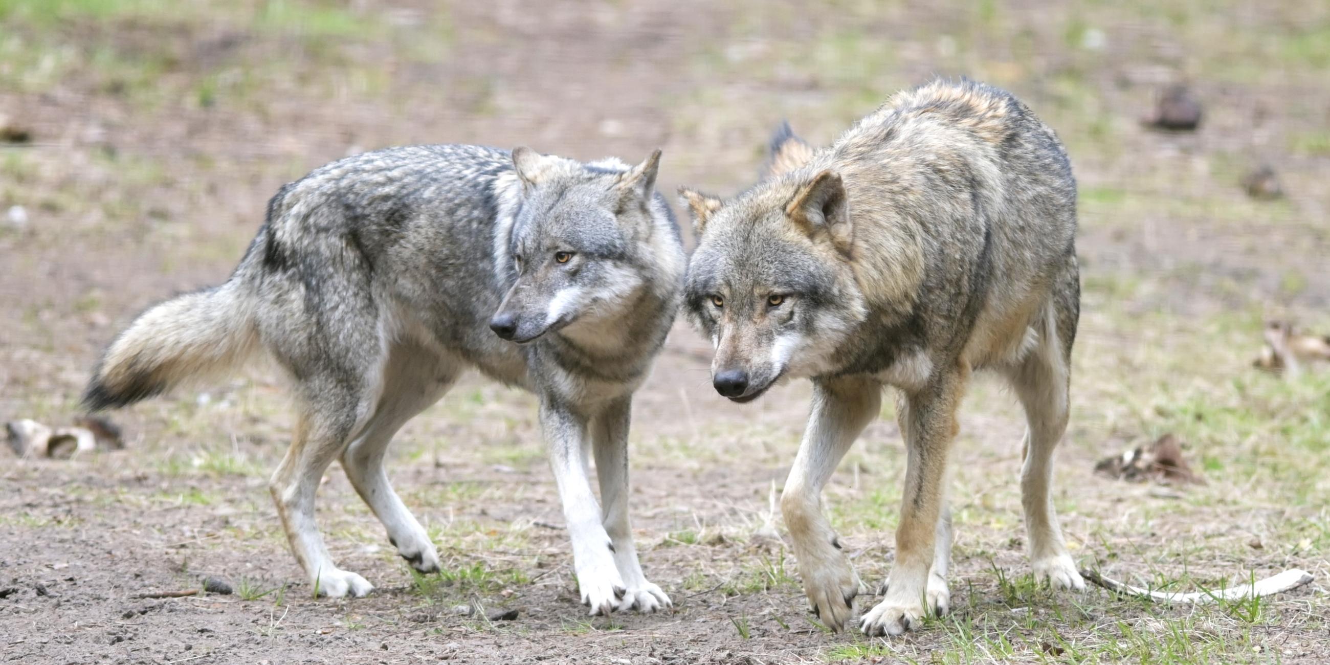 Archiv: Wölfe laufen im Wildpark Schorfheide durchs Gehege.