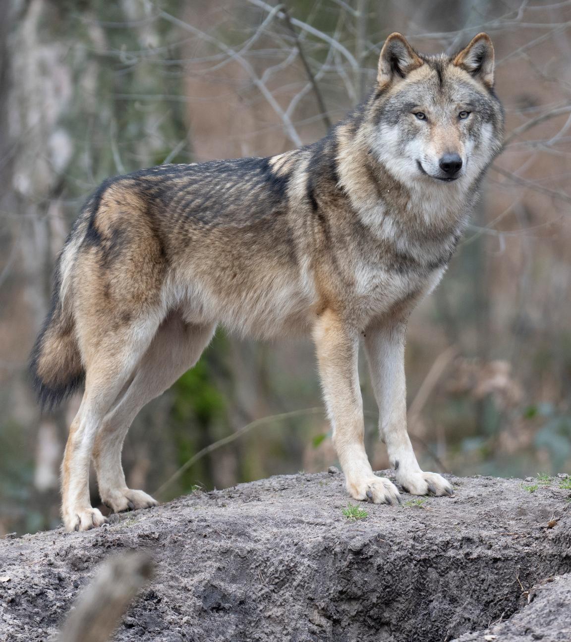 Ein Wolf steht in seinem Gehege in einem Tierpark.