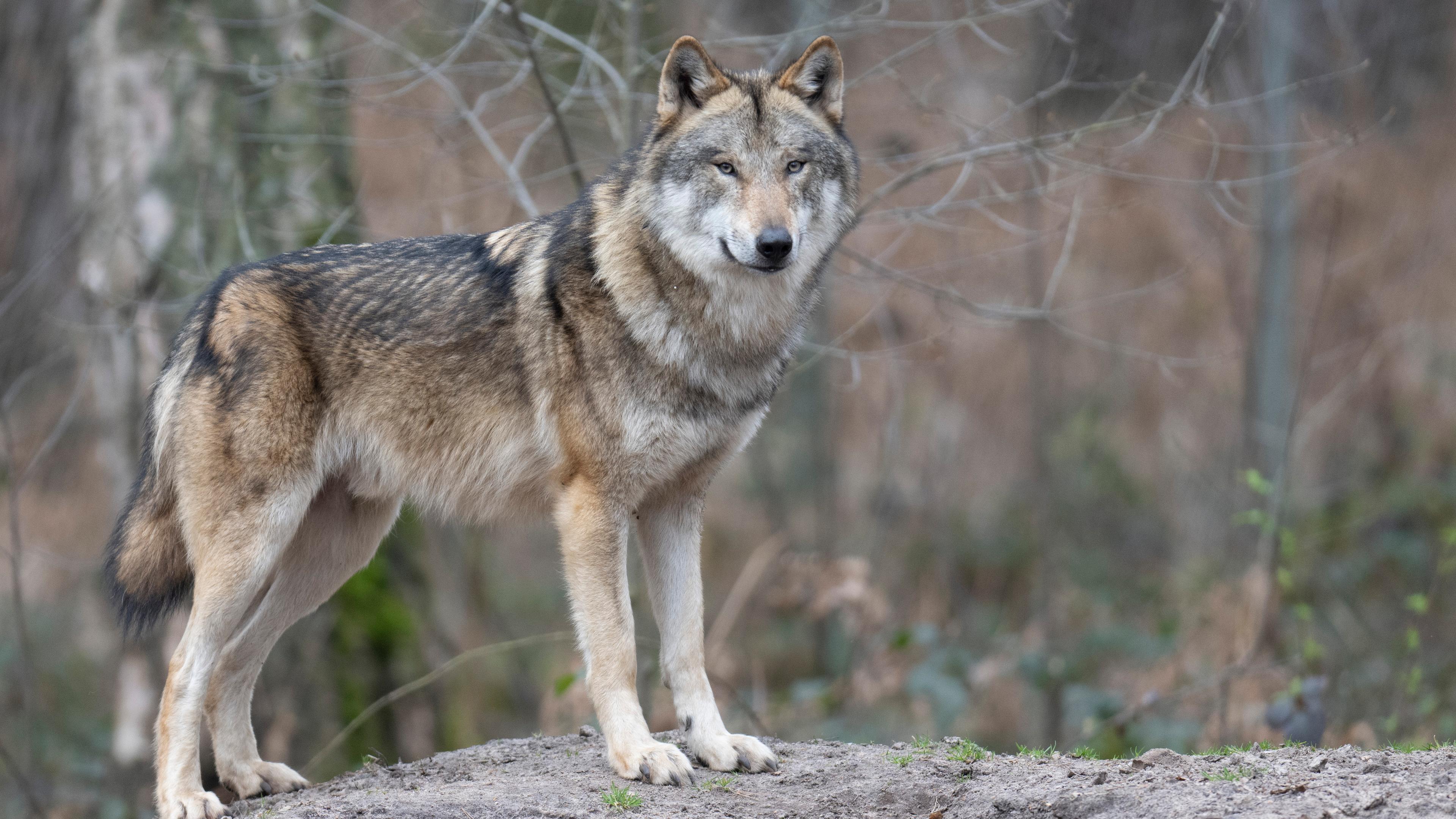 Ein Wolf steht in seinem Gehege in einem Tierpark.