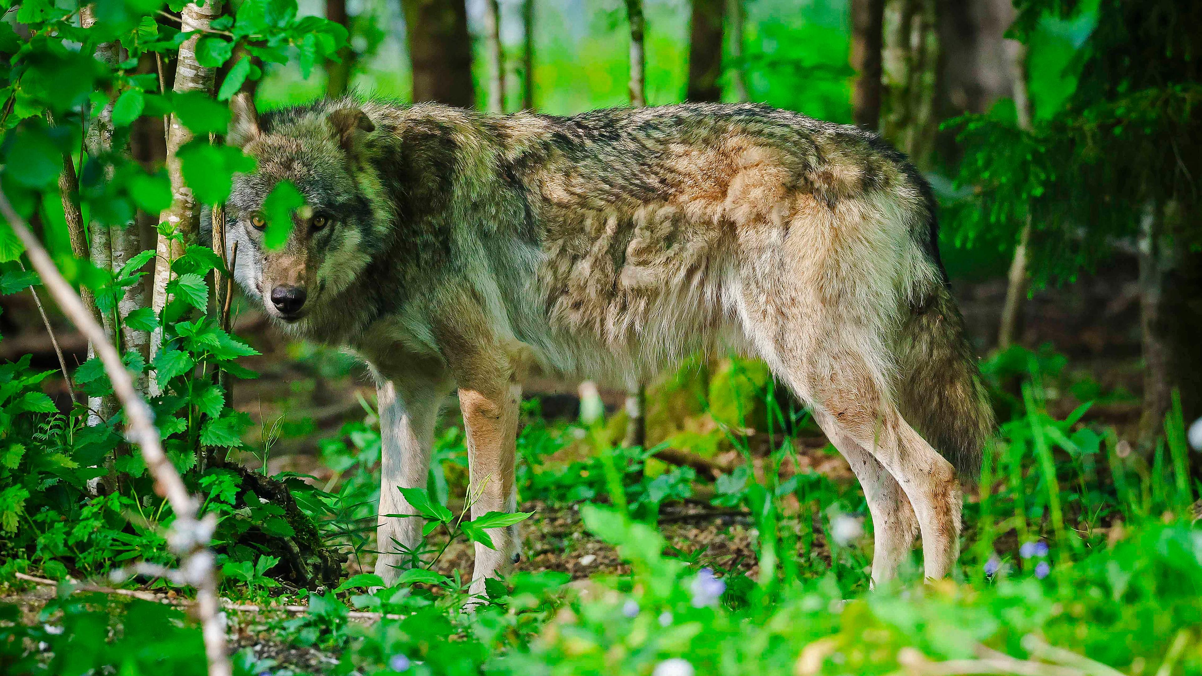 Ein Wolf in der Abendsonne im Wald