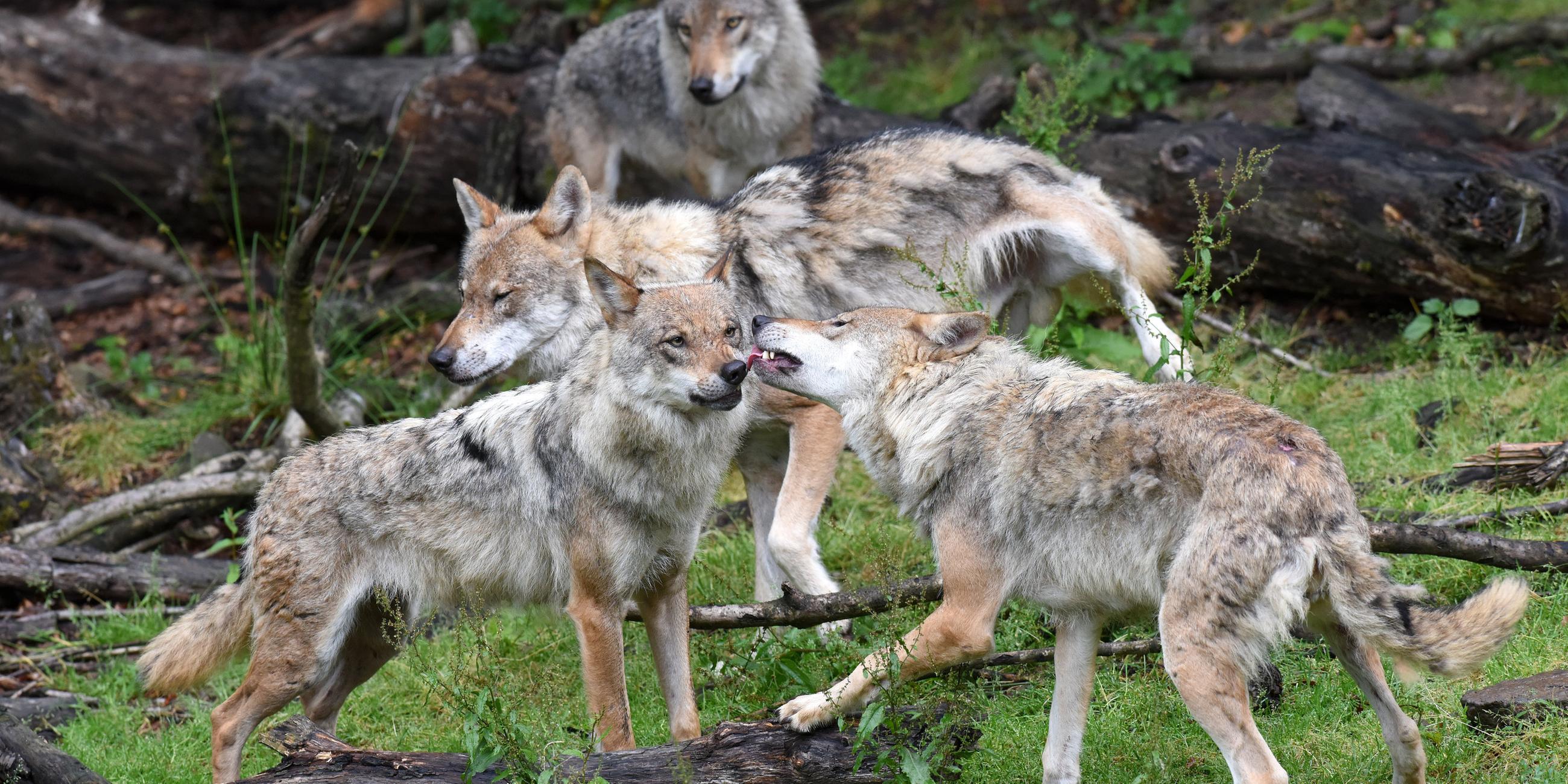 Ein Wolfsrudel im Wildpark Knüll bei Homberg/Efze (Hessen) 