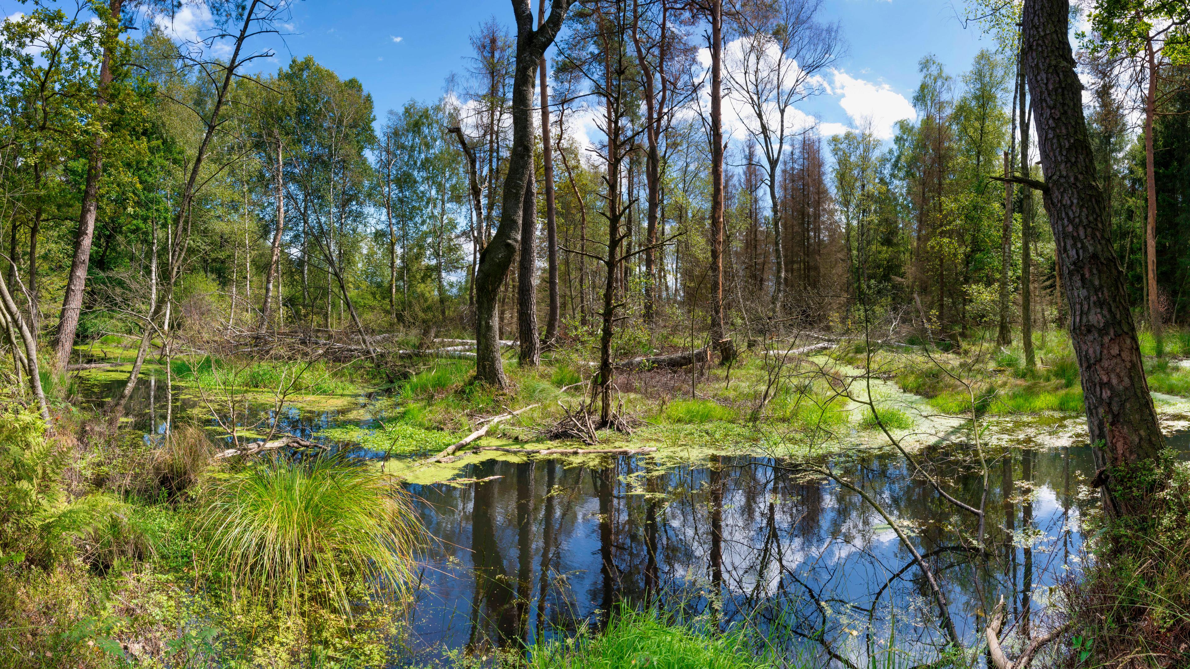 Moor im Wurzacher Ried in Baden-Württemberg