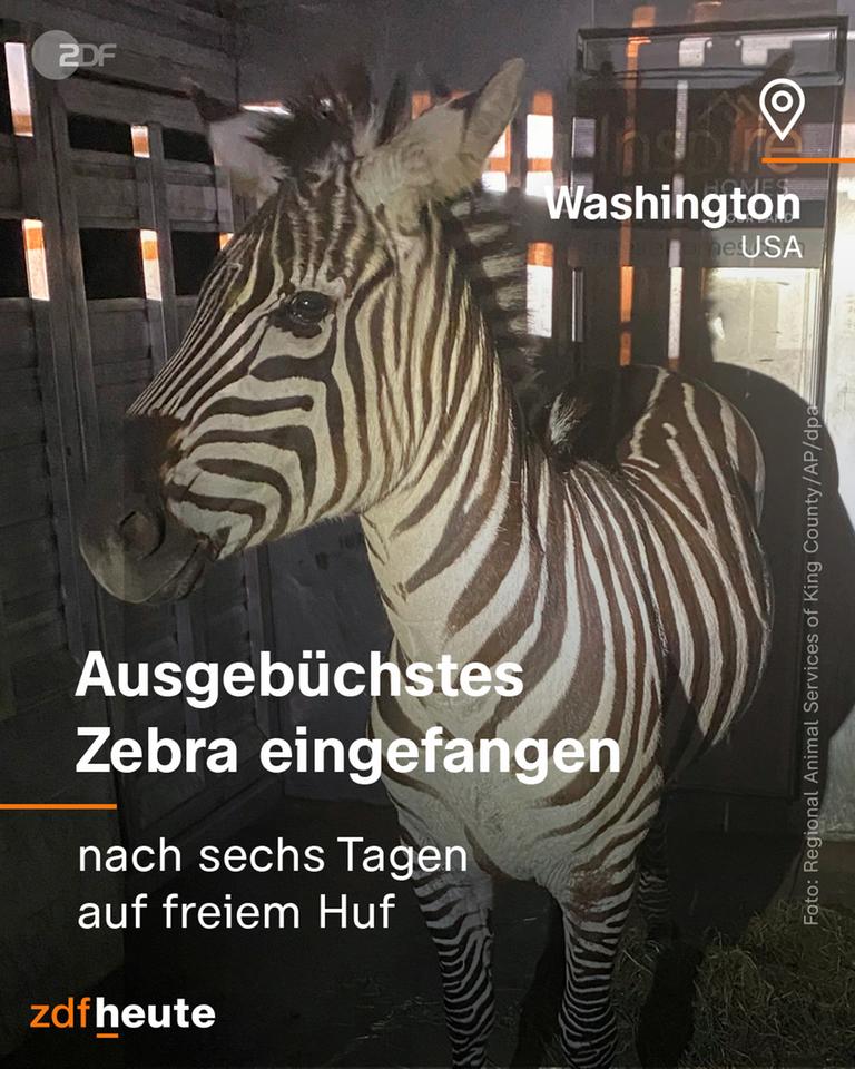 Zebra in einem Anhänger