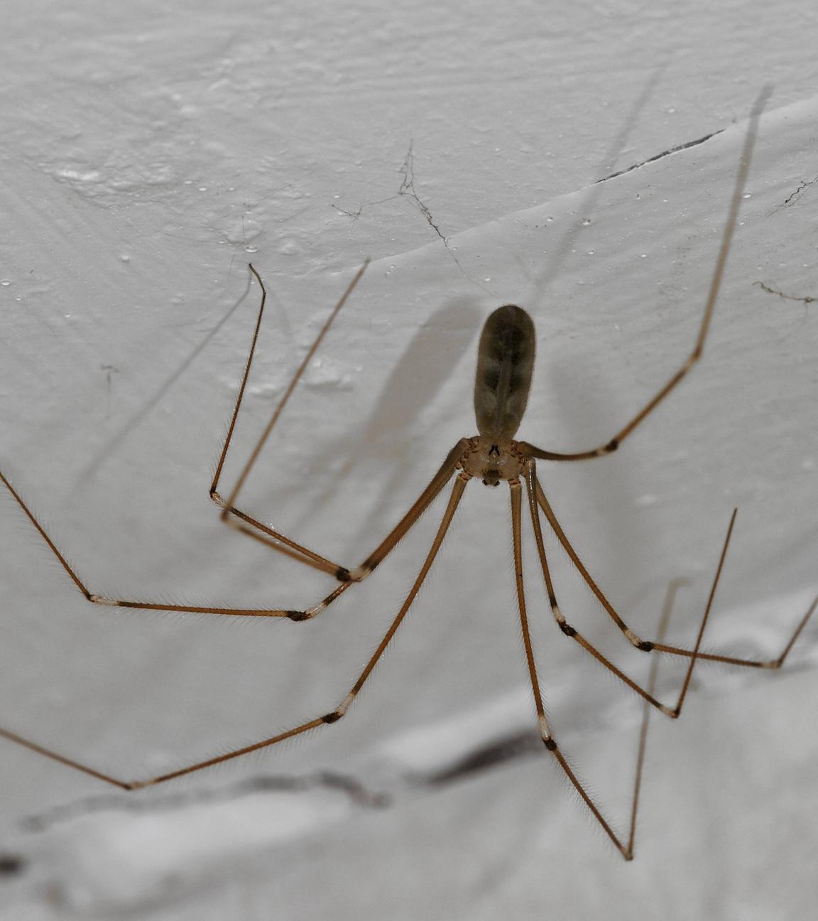 Zitterspinne (Pholcus phalangioides)