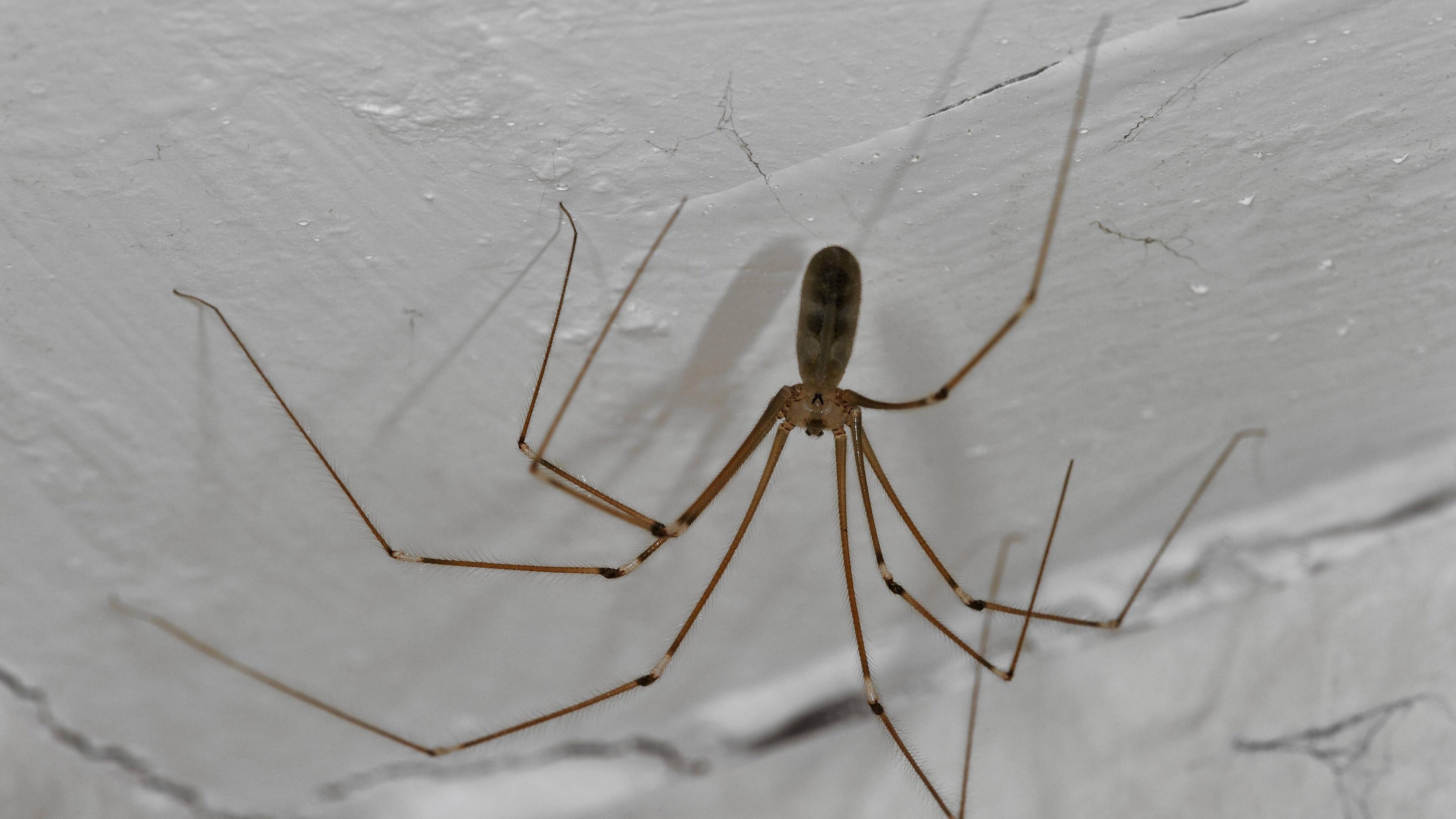 Zitterspinne (Pholcus phalangioides)