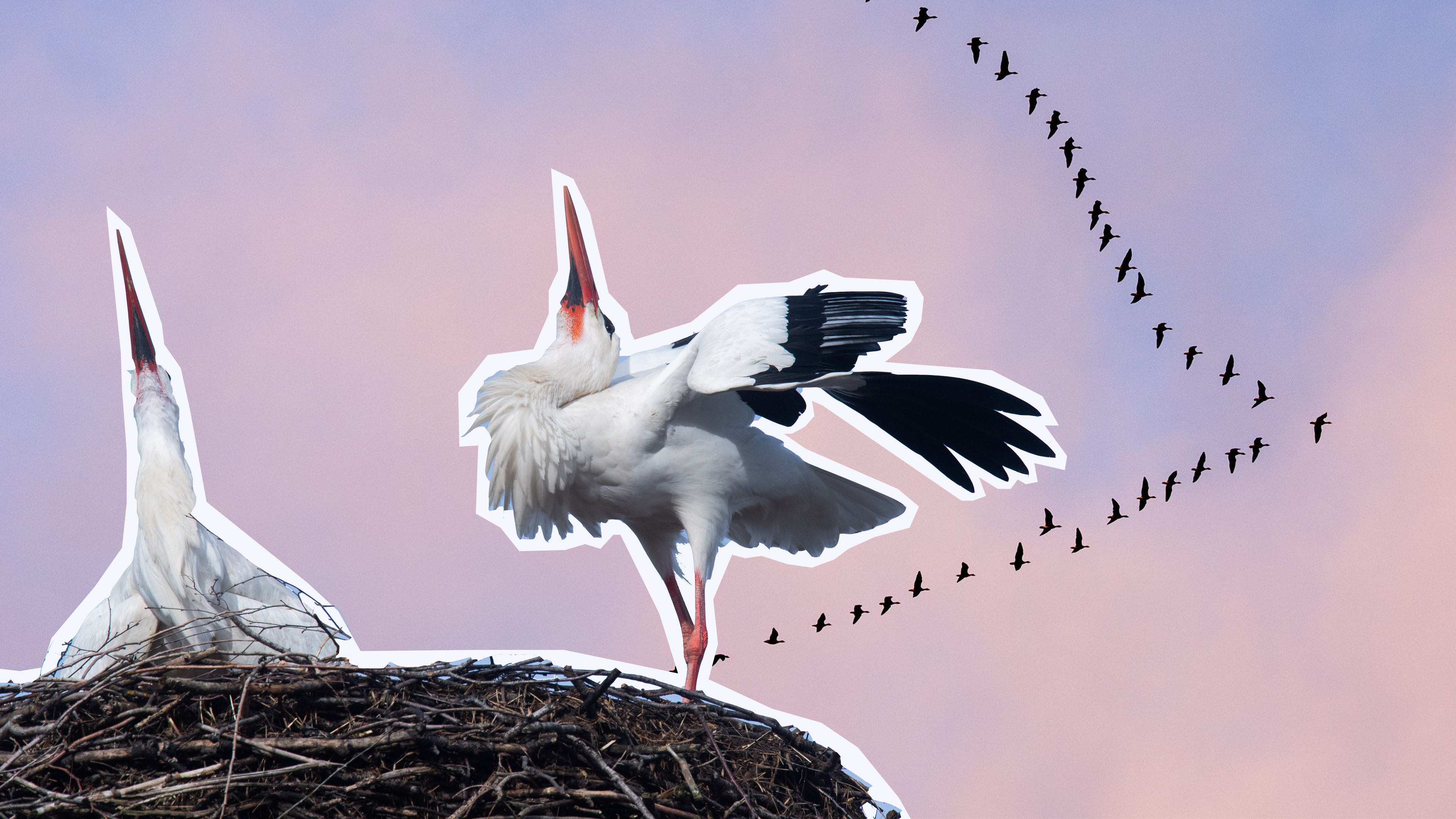 Zugvögel in V-Formation im Hintergrund, im Vordergrund ein Storchennest